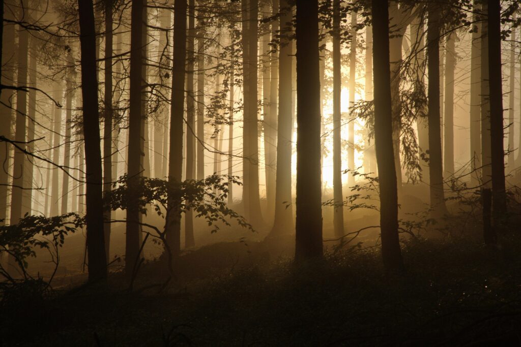 Journey into the Heart of Forbidden Desires: A Deep Exploration of Unique Kinks and Raw Fantasy Narratives